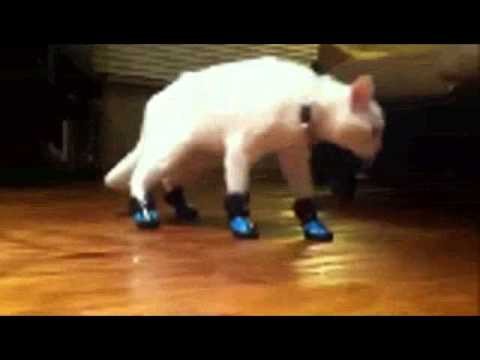 Meczenie kota tandetnym obuwiem