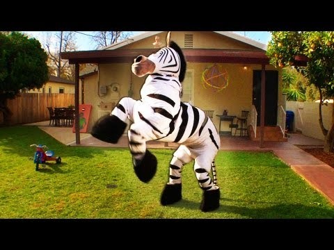 Dope Zebra