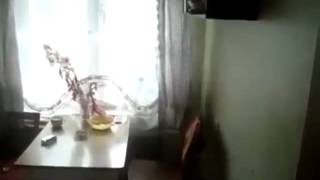 Cat epic jump