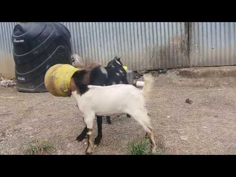 2 goats stuck in pot