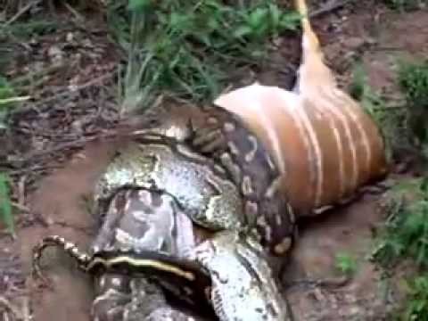 Snake eating horse