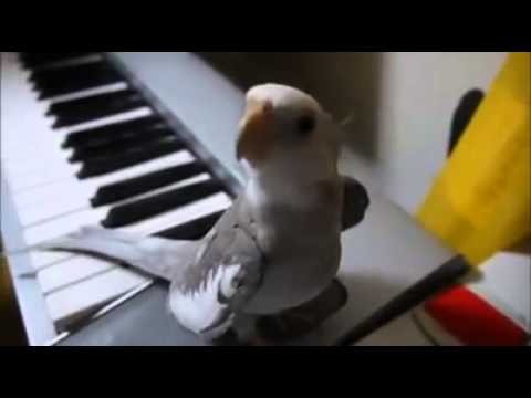 Spiewajaca papuga 