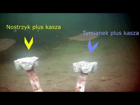 Reakcja ryb Tymianek kontra Nostrzyk