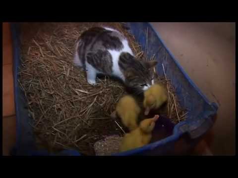 Kocia mama i kaczuszki