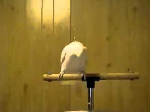 Papuga rapera 
