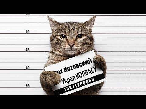 Koty kotow 2017 Rosyjskie koty i koty kradna