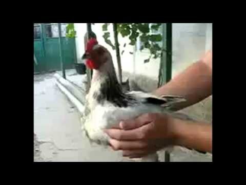 Interesujacy eksperyment na kurczaku 