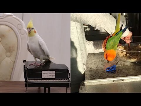 Najsmieszniejsze papugi na swiecie