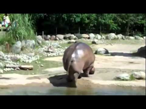 Mega pierd hipopotama