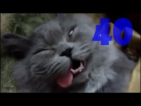 smieszne koty #40