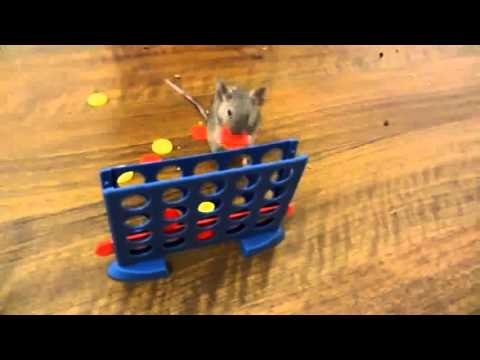 Tresowana mysz