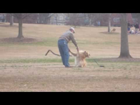 Pies udaje martwego bo nie chce isc z parku do domu 