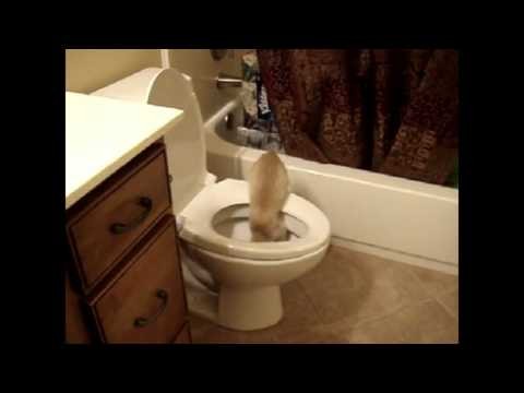 Koty nienawidza wody