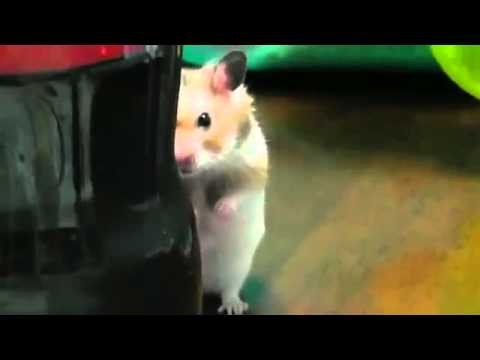 Dramatic psycho hamster 