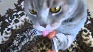 Cat sucking Chupa Chups