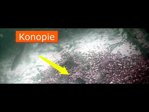 Reakcja ryb na konopie -kamera podwodna