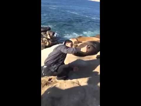 Lew morski nie lubi selfie
