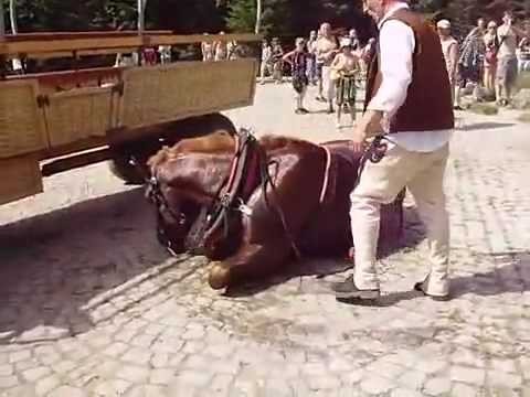 Woznica zameczyl konia na smierc