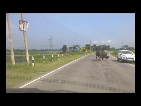 Nosorozec na drodze