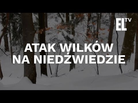 Wilki atakuja niedzwiedzie 