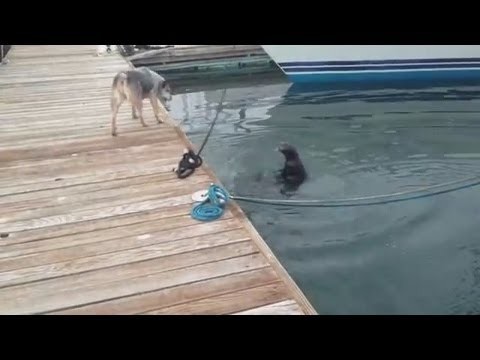 Morska Wydra vs Australijski pies pasterski 