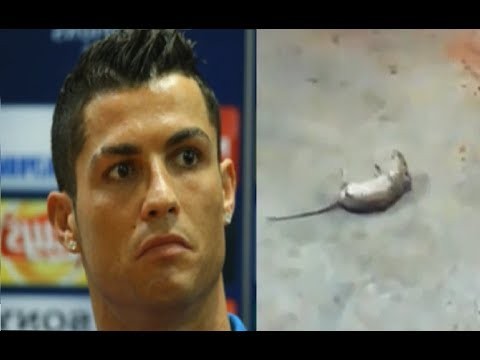 Ta mysz zawstydzila Cristiano Ronaldo