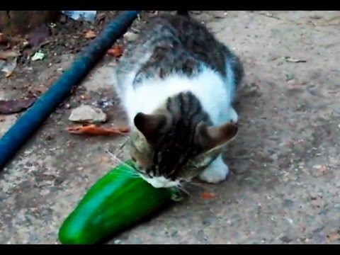 Rosyjskie koty NIE boja sie ogorkow!
