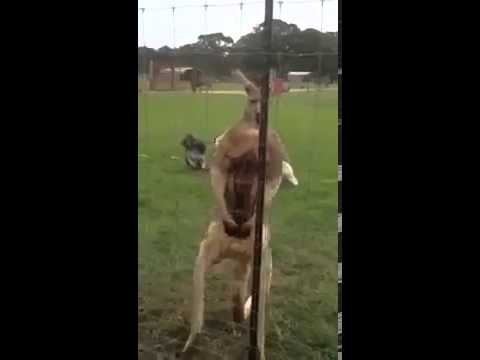 Przypakowany kangur