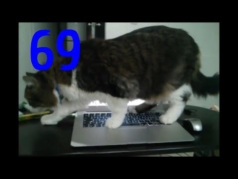 Smieszne koty #69