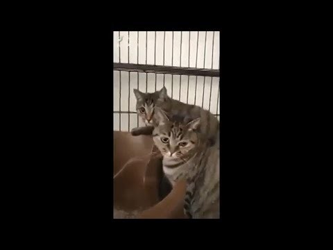 Jak koty reaguja na dzwiek grzebienia?
