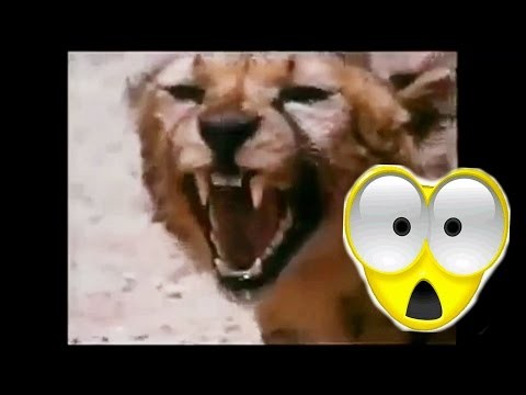 Afrykanie walcza z gepardami