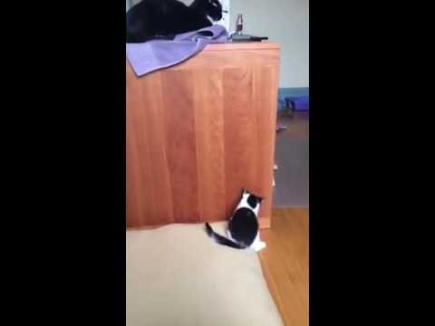 Mlody kotek probuje wskoczyc na biurko