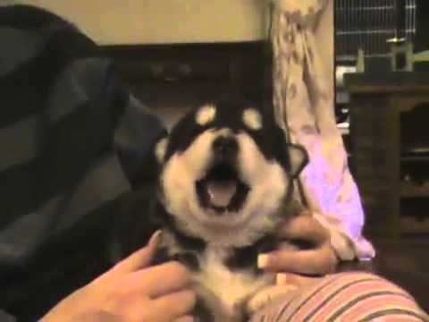 Funny puppy cute husky - &#1089;&#1084;&#1077;&#1096;&#1085;&#1086;&#1081; &#1097;&#1077;&#1085;&#1086;&#1082; &#1093;&#1072;&#1089;&#1082;&#1080; 