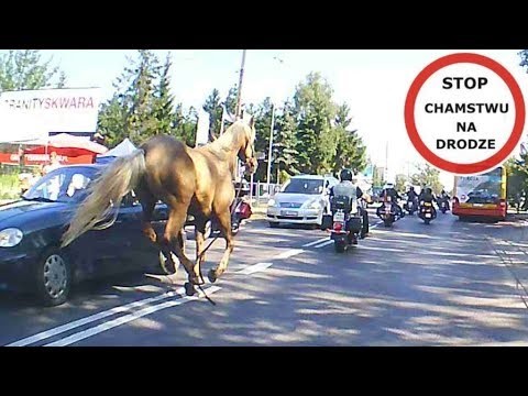 Kon atakuje motocyklistke