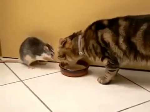 Ten szczur nie chce sie dzielic