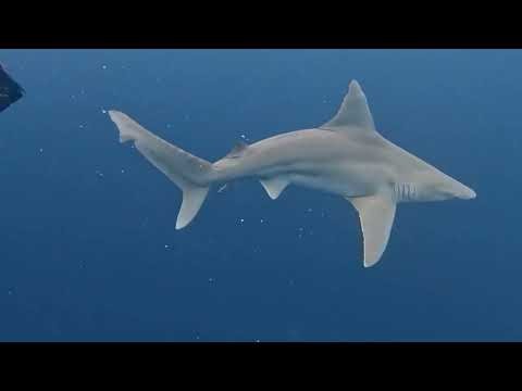Niesamowite nagranie, karmienie rekinow.