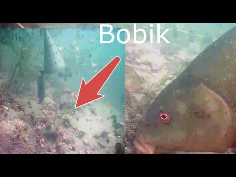 Reakcja ryb na bobik