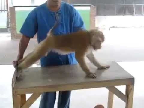 Monkey Doing Sit Ups & Push Ups