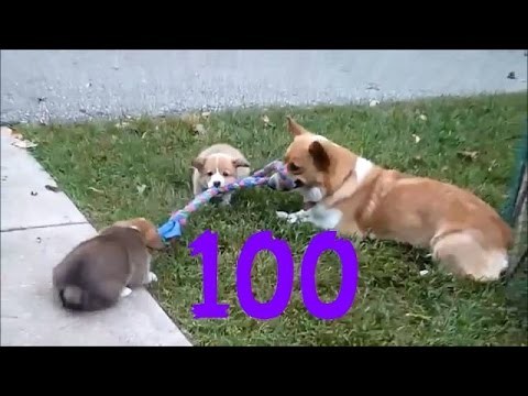 Smieszne psy #100