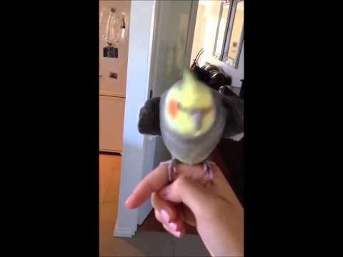 Papuga spiewa dubstep