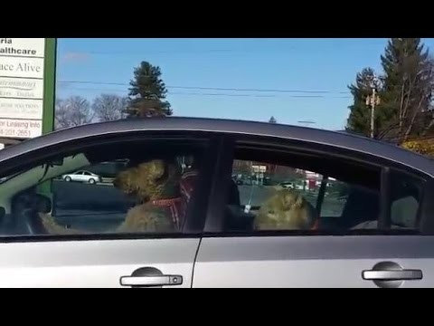 Psia rodzina trabi klaksonem w samochodzie  