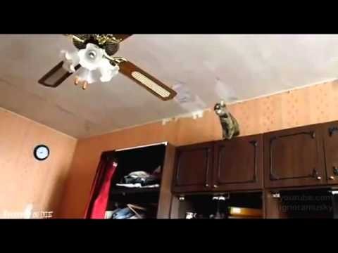 Kitty acrobatica