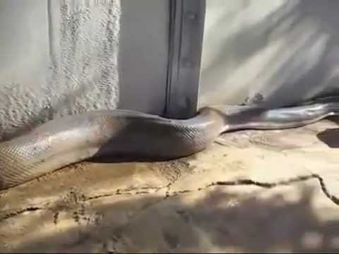 Enorme cobra capturada
