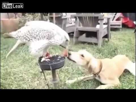 Pies z orlem jedza obiad