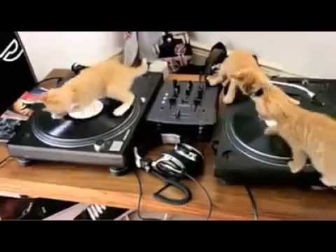 DJ pussy 