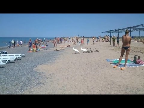Labedzia rodzina zmierzajaca do wody na plazy