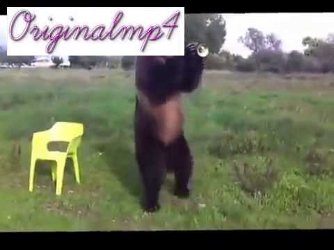 Bear does tricks