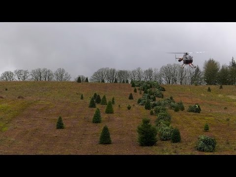 Pilot helikoptera transportujacy sciete drzewka 