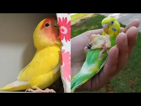 Kompilacja zabawnych papug