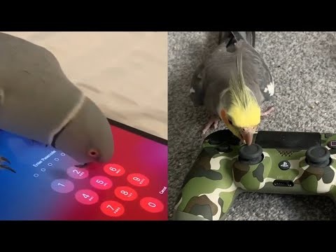 Papugi i technologie